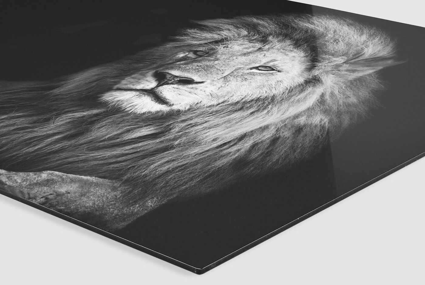 Portrait d'un lion majestueux avec une crinière magnifique en noir et blanc